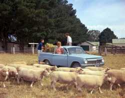 1963 EH Holden Ute